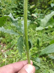 Potentilla recta pilosa