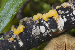 Tremella dactylobasidia
