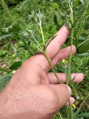 Potentilla recta pilosa