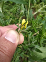 Potentilla recta pilosa