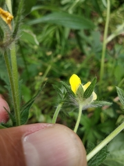 Potentilla recta pilosa