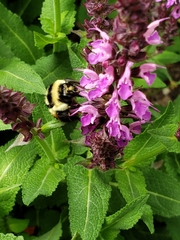 Bombus ternarius