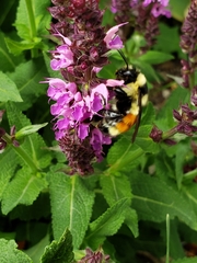 Bombus ternarius
