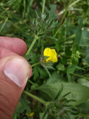 Potentilla recta pilosa