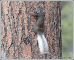 Sciurus aberti kaibabensis