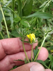 Potentilla recta pilosa