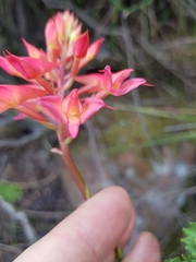 Disa ferruginea