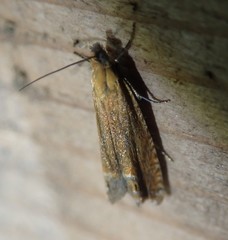 Lathronympha strigana