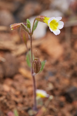 Erythranthe trinitiensis
