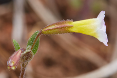 Erythranthe trinitiensis