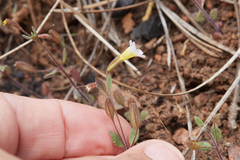 Erythranthe trinitiensis