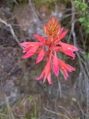 Disa ferruginea