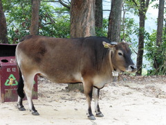 Bos