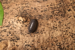 Armadillidium vulgare