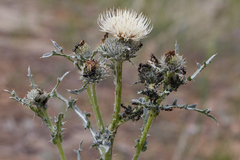 Cirsium cymosum
