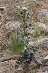 Cirsium cymosum