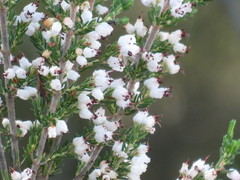 Erica simulans
