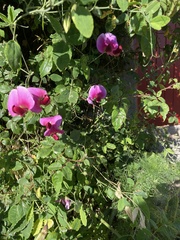Lathyrus grandiflorus