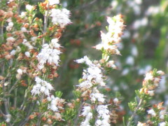 Erica simulans