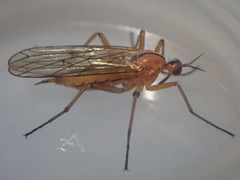 Empis stercorea