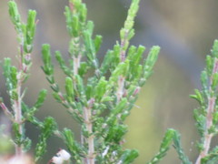 Erica simulans