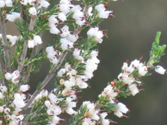 Erica simulans