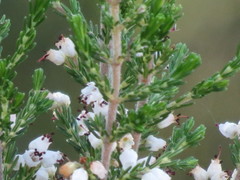 Erica simulans