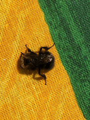Bombus