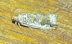 Proteoteras naracana