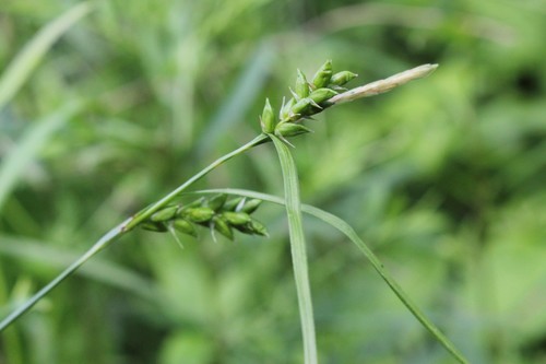 Image of Carex amphibola by (c) Quinten Wiegersma, some rights reserved (CC BY)