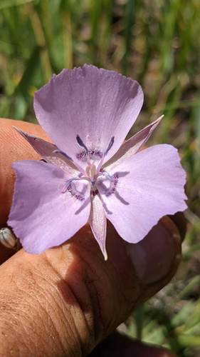 Naked mariposa lily (Calochortus nudus)