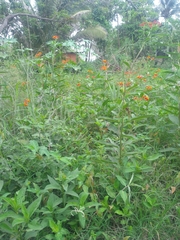 Asclepias curassavica
