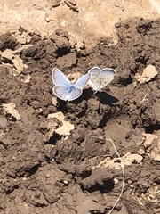 Plebejus melissa