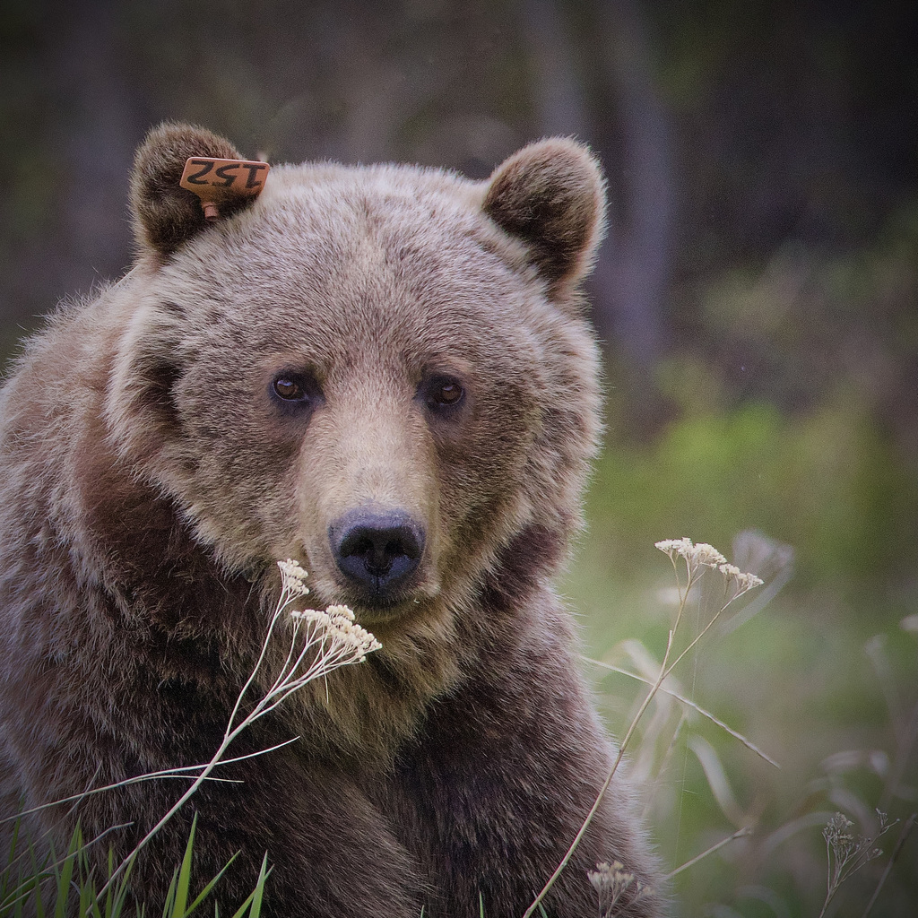 Brown Bear (Ursus arctos)