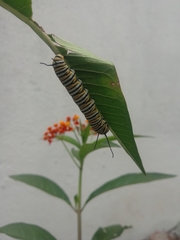 Asclepias curassavica