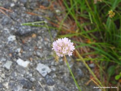 Armeria arenaria