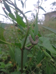 Asclepias curassavica