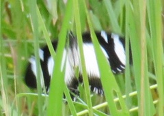 Papilio dardanus cenea