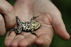 Lithobates virgatipes