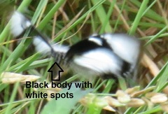 Papilio dardanus cenea