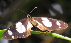 Amauris ochlea ochlea