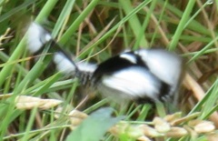 Papilio dardanus cenea