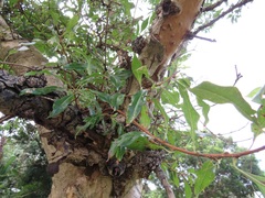 Heteropyxis natalensis