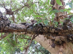 Heteropyxis natalensis