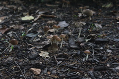 Psilocybe ovoideocystidiata