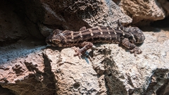 Hemidactylus imbricatus