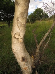 Heteropyxis natalensis