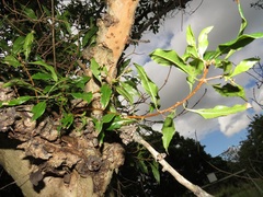 Heteropyxis natalensis