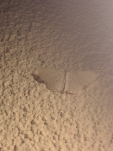 Grbice (Geometridae)
