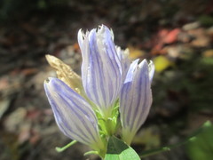 Gentiana decora